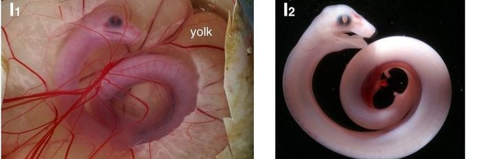ボールパイソンの後期の胚を、卵の中（左）と取り出したあと（右）で撮った同じ個体です。取り出したあとの写真のほうが、頭から尾への巻きをたどりやすくなっています。