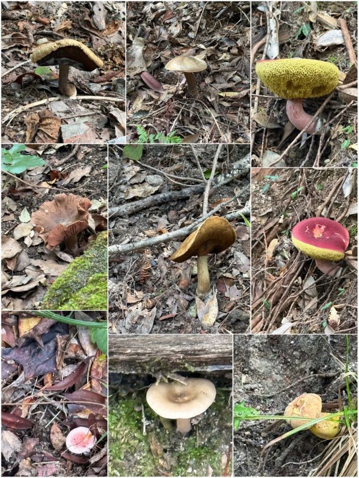 山登りで見つけたキノコ