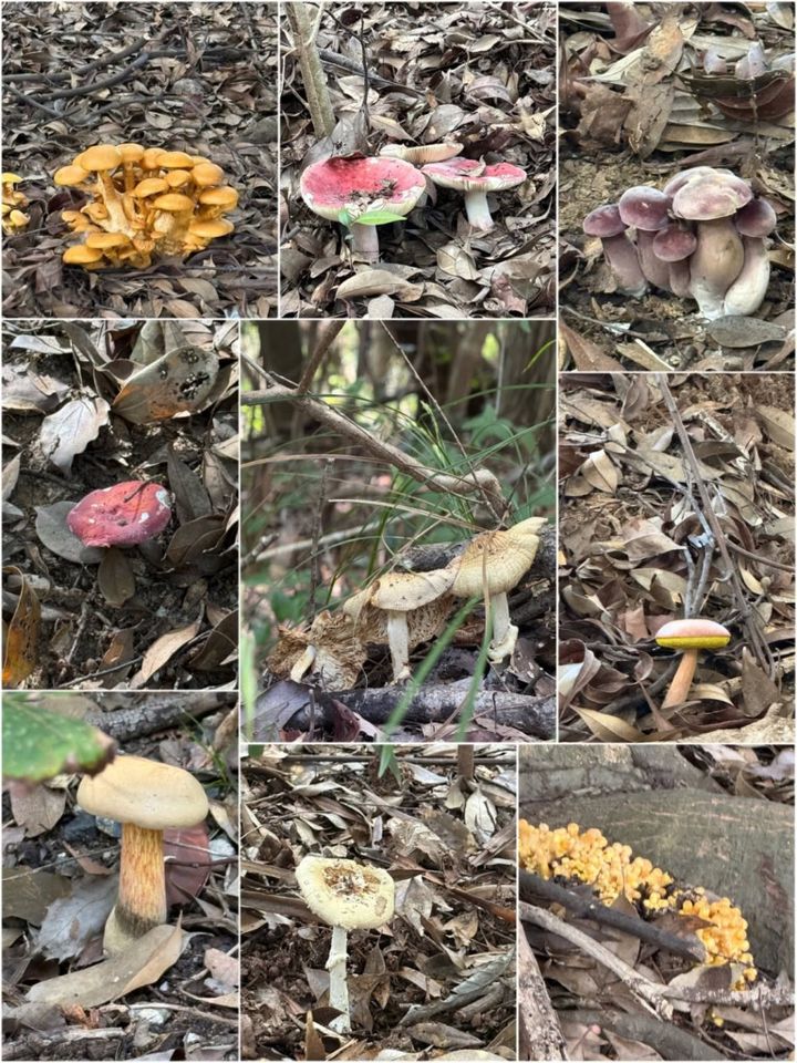 山登りで見つけたキノコ