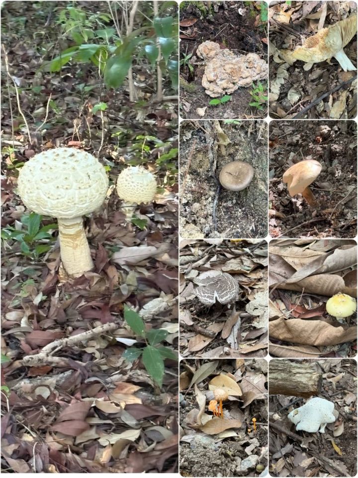 山登りで見つけたキノコ