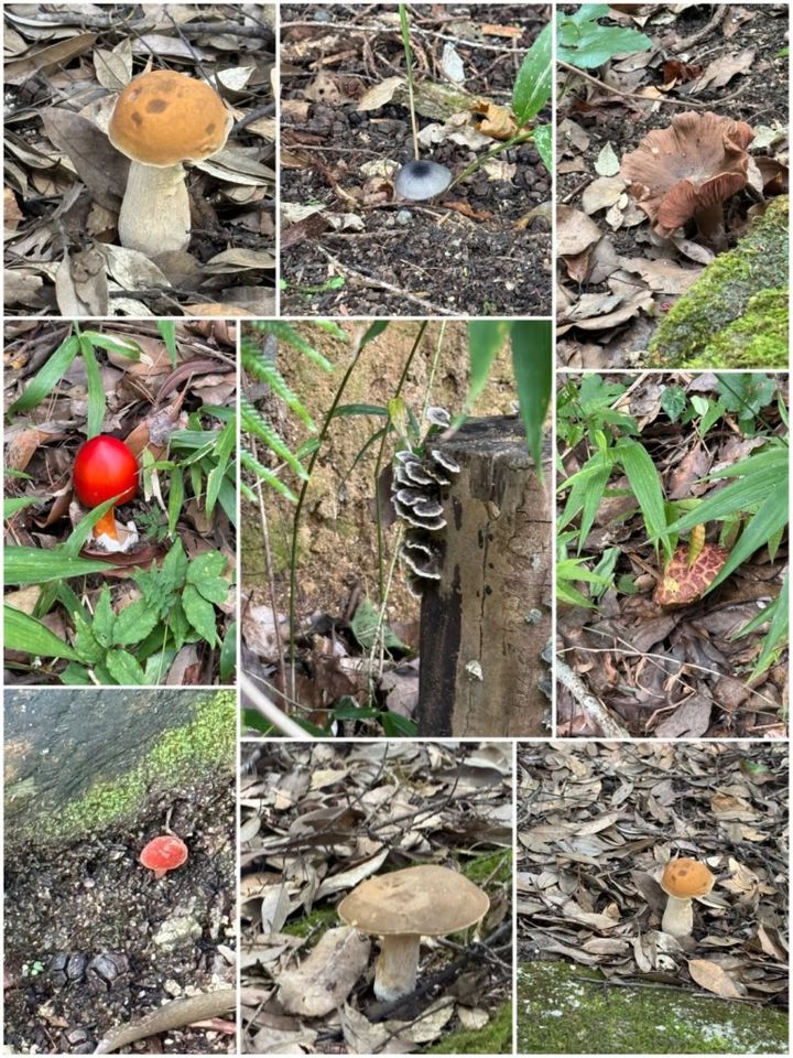 山登りで見つけたキノコ