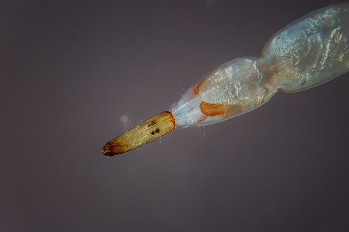 エストニアのラクヴェレの池で2021年5月に採られた、ヌカカの仲間の幼虫を顕微鏡で撮った写真です。