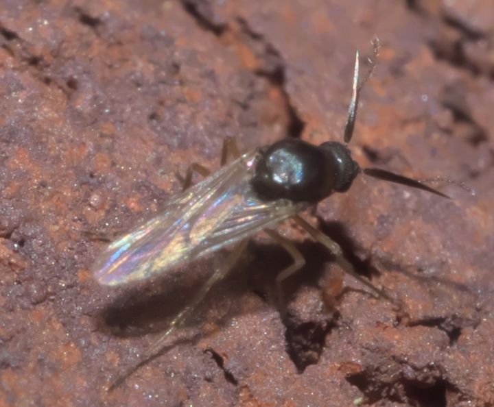 ヌカカの仲間で、体の大きさは2.5mmほどです。