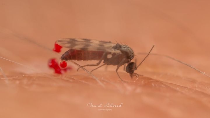 人の肌にとまって血を吸っている、ヌカカの一種(ハイランドミッジ)です(イギリス・アラン島のブロディック、2020年7月)。おしりの先のあたりに、赤いしずくが見えています。