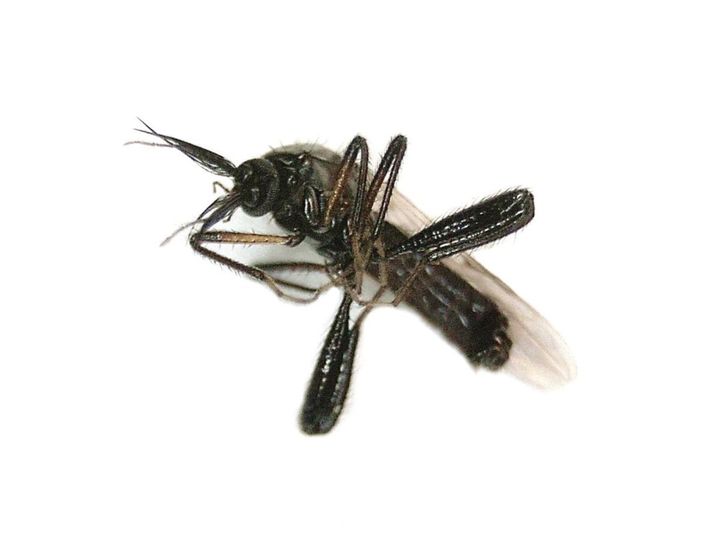 オランダのエルストの公園で撮られた、ヌカカの仲間の成虫です(種までは確かめられていません)。今回、患者にウイルスを運んだとみられているのも、ヌカカの仲間の刺す小さな羽虫です。