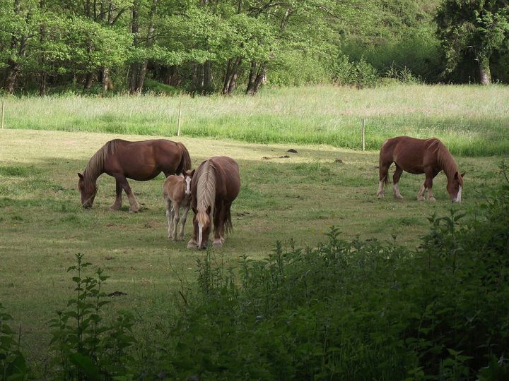 フランスのオート＝ピレネー県で撮られた馬たちです。患者の神経の症状は、このウイルスに感染した馬で報告された症状と一致していました。