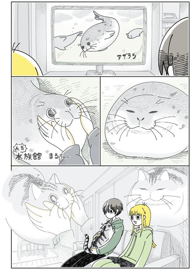 アザラシを見ていると （C）キュルZ／KADOKAWA