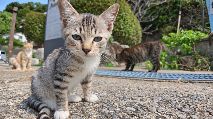 出迎えてくれる猫達