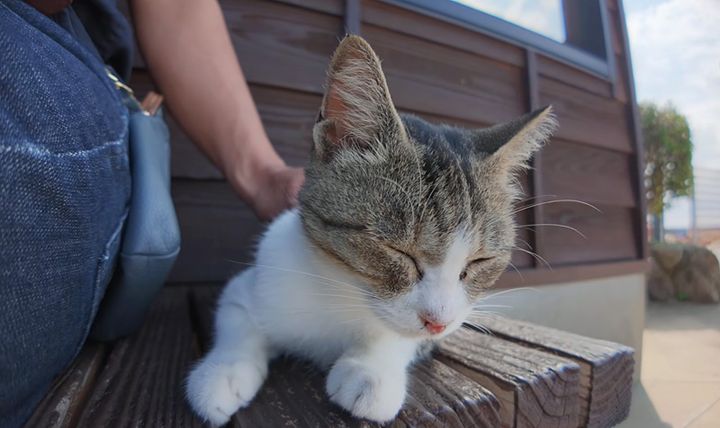ナデナデを楽しむ猫