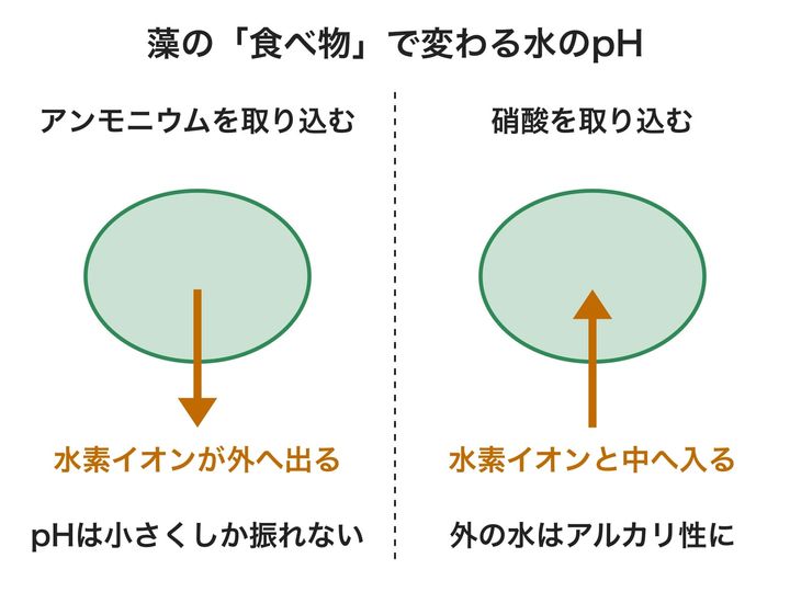 藻の細胞が窒素の材料を取り込むときの、水素イオンの出入りを表した図です。矢印の向きが左右で逆になるので、硝酸の方が外の水をアルカリ性に傾けます。