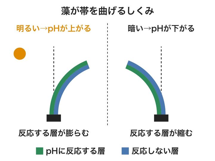 明るい時と暗い時に、2層の帯がどちらへ曲がるかを表した図です。膨らんだ層が外側に回るように反るので、点線のまっすぐな位置から左右逆へ曲がります(形は模式的です)。