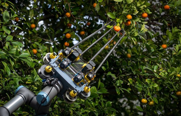 同じ研究室の、物をつかむロボットの手を、オレンジの実る木の枝の間に入れたところです。別の研究室のもので、今回の藻で動く腕ではありません。研究チームも、藻で動く腕の使い道に農作業の自動化装置を挙げています。
