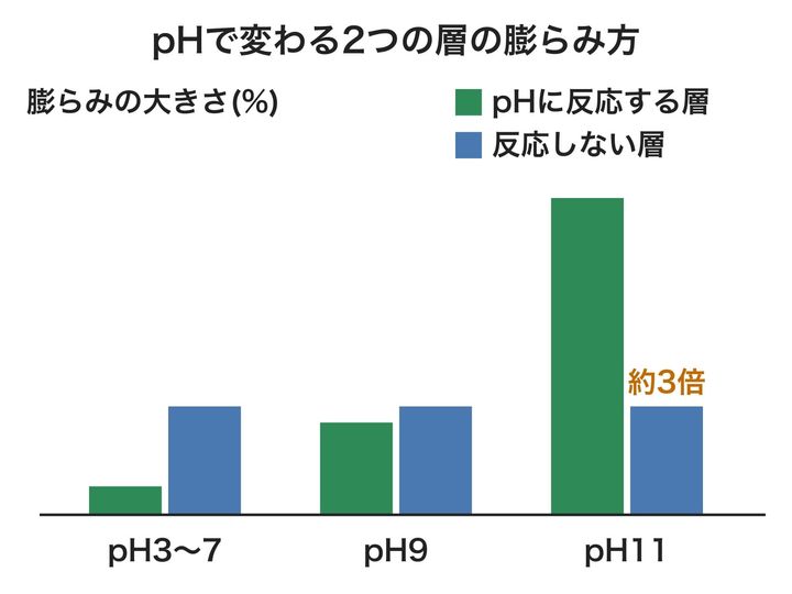 pHのちがう液に浸けたとき、2つの層がどれだけ膨らむかを比べた図です。棒の高さは実際の比のとおりで、pH9で差がほぼ縮まり、pH11で逆転するのが見どころです。