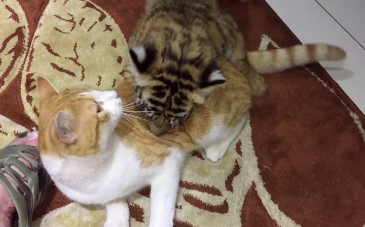 大好きな猫に突撃するトラの赤ちゃん