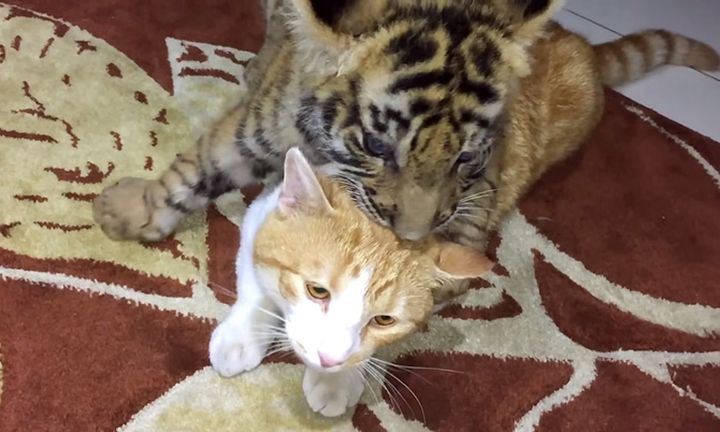 大好きな猫に甘えるトラの赤ちゃん