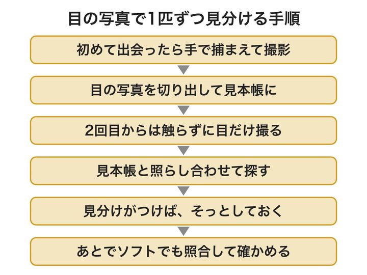 夜の調査で、目の写真だけを手がかりにカエルを見分けていった流れの図です。見分けがつかない時だけ、初めての時と同じように捕まえて撮影しました。