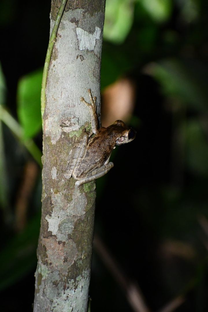 ブラジルのカラカライで、2023年12月に撮られたこのカエルです。調査では多くの場合、片方の目の写真だけで1匹ずつを見分けられました。