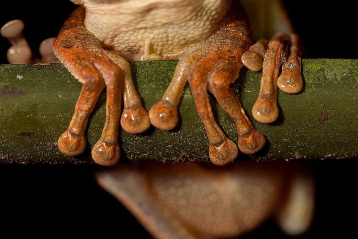 同じ仲間の別の種、オステオケファルス・カスタネイコラの指です(タリカヤ自然保護区で、夜の散策中に見つかった個体)。今回調べたカエルそのものではありません。両生類の目印には、こうした指の一部を切り取る方法がよく使われてきました。