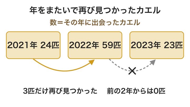 3回の雨季に出会ったカエルの数と、次の年以降にもう一度見つかった数を表した図です。年をまたいで見つかったのはごくわずかなので、模様が何年も変わらないかはまだ確かめられていません。