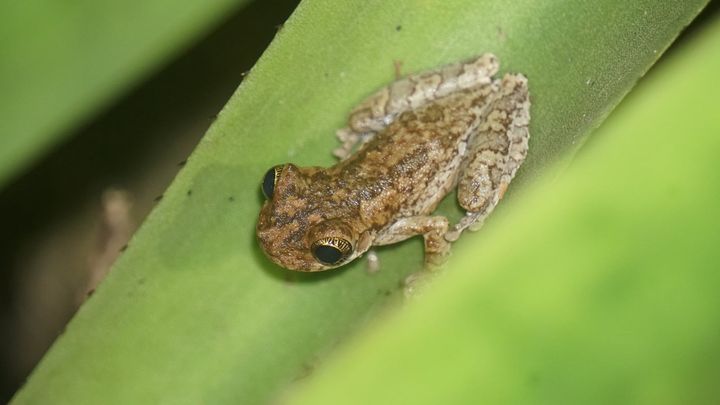 フランス領ギアナのルーラで、2025年11月に撮られたこのカエルです。研究のきっかけは、ペニエ氏がこのカエルの目に見とれたことでした。