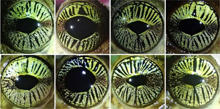 金色の瞳に走る黒い線が、カエルの「指紋」だったと判明