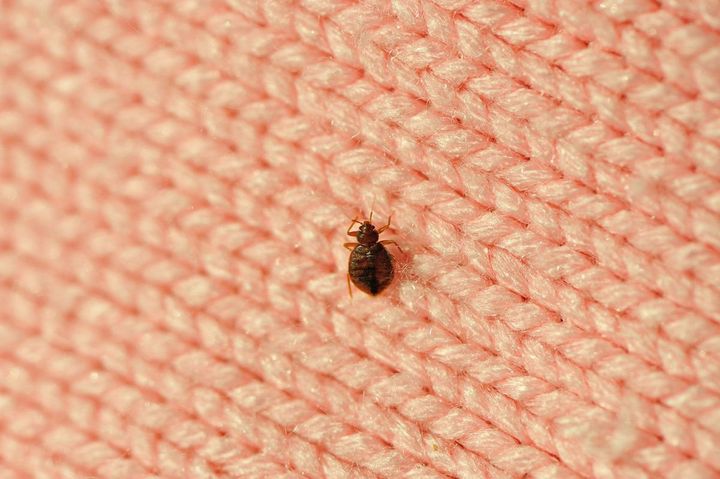 ウールのニットに虫