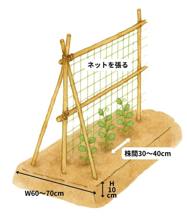 スナップエンドウ栽培