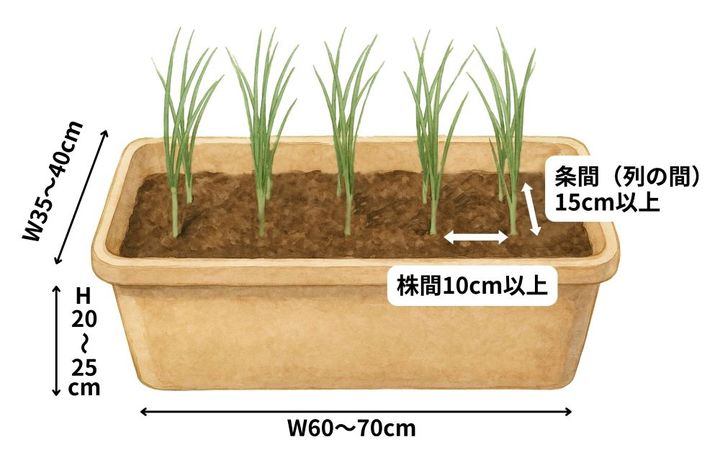 玉ねぎ栽培