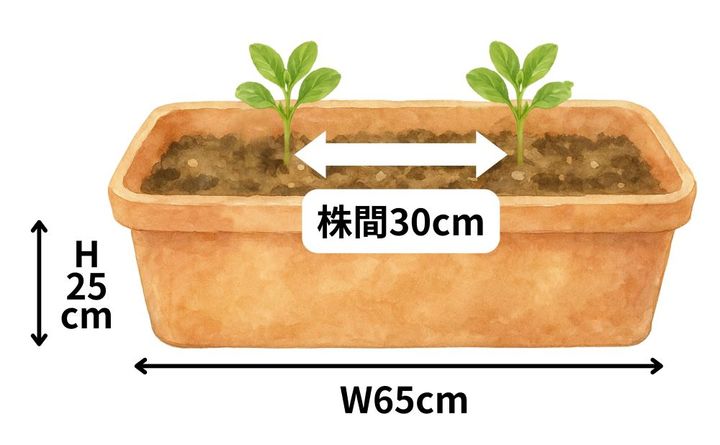 ソラマメ栽培