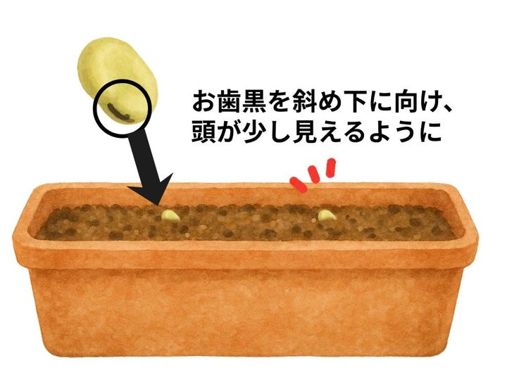 ソラマメ栽培