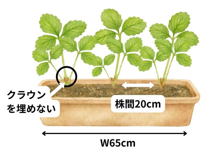 イチゴの栽培