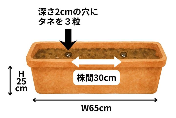 スナップエンドウ栽培