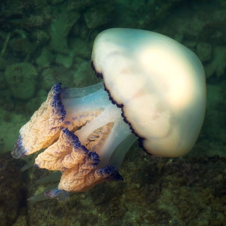 スロベニアのピラン港に浮かんでいた大きなクラゲ(英語名バレルジェリーフィッシュ、学名:Rhizostoma pulmo)です。アドリア海でラダーフィッシュの幼魚が付くことが知られている別の種類のクラゲは、このクラゲです。