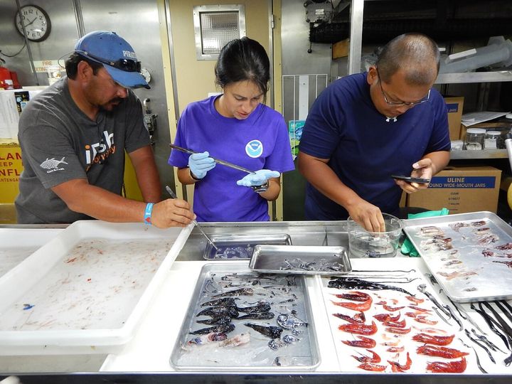 船の研究室で、中層にすむハダカイワシやムネエソなどの魚、エビ、イカ、ウナギの仲間を種類ごとにトレーに分けたところです。南半球のダイオウクラゲの記録は、多くが網に偶然かかった個体にもとづいています。