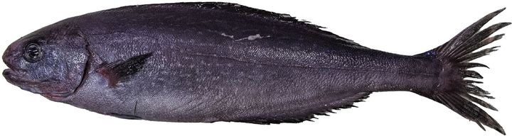 ラダーフィッシュの写真です。1973年に北大西洋でダイオウクラゲと同じ網にかかった「ある魚」も、この魚でした。