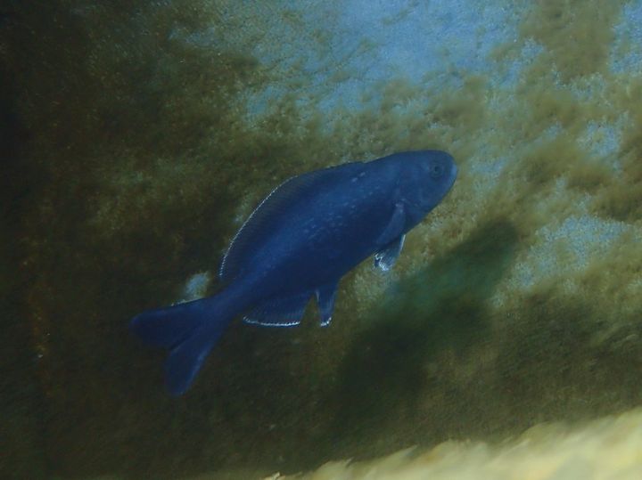 2階建ての家ほどの巨大クラゲに幼魚の群れが身を寄せていた