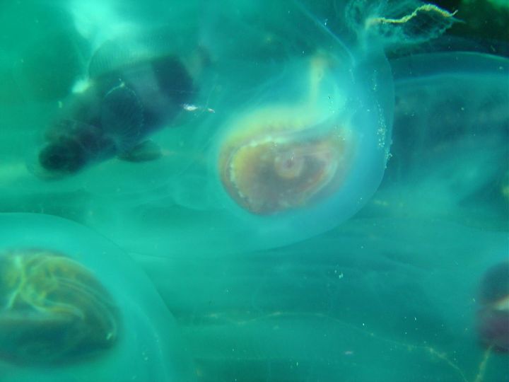 サルパという生き物の体の中にいたラダーフィッシュの幼魚です(南アフリカ・ケープタウン)。幼魚は生きていて、傷ついた様子はありませんでした。