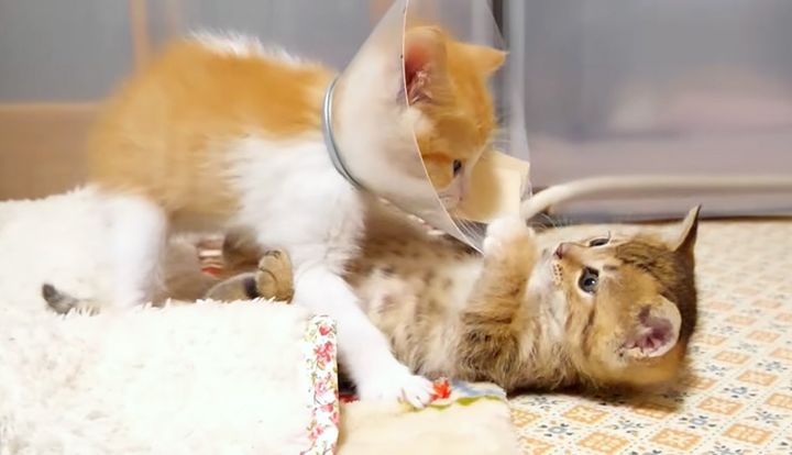 無邪気に遊ぶ子猫達