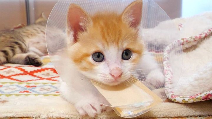 手作りエリザベスカラーを付けた子猫