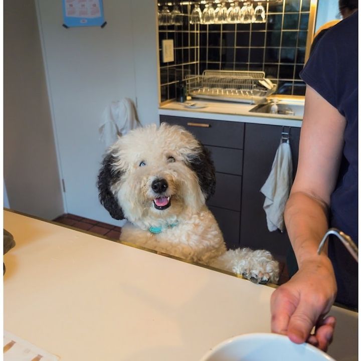 小堀さんの愛犬サンデー