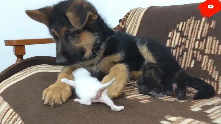ジャーマンシェパードの子犬と3匹の幼い子猫が初対面！